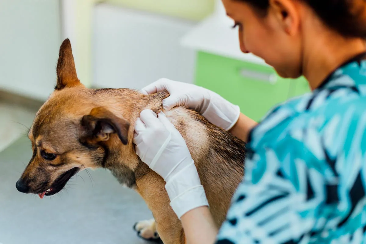 pet-dermatology-conditions-treatments