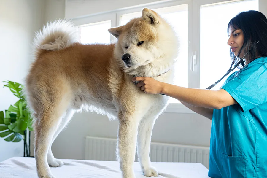 Alopecia X pode acometer Chow Chow
