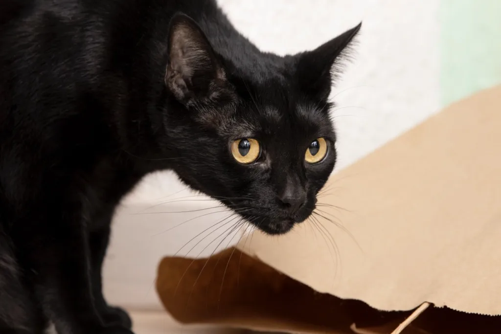 Sinais comuns da rinotraqueíte felina
